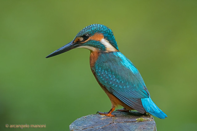 The kingfisher on the throne
