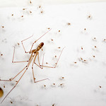 cellar spider and brood