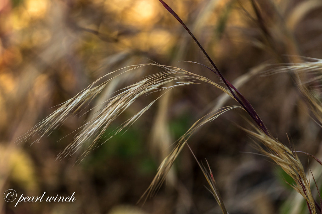 Grass in the light
