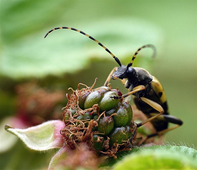 366 - Image 197- Longhorn Beetle...