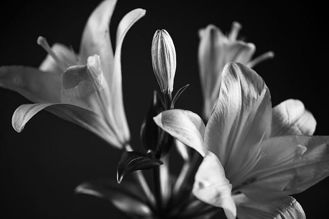 Lilien / Lilies