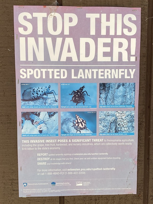 The Dastardly Spotted Lanternfly