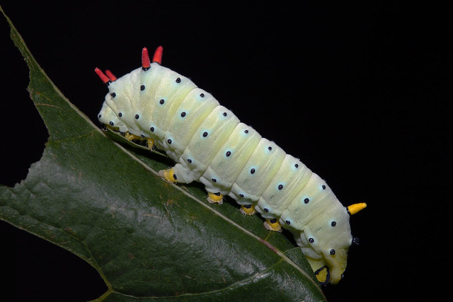 Female Promethea Silk Moth caterpillar (Callosamia promethea)