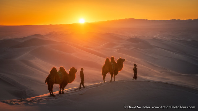 Camels in Warm Light
