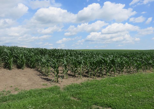nebraska ne landscapes corn dodgecounty uehling greatplains northamerica unitedstates us