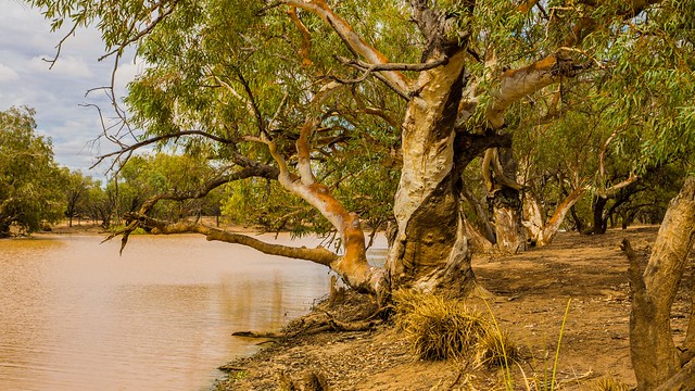 Majestic old River Redgums on the Paroo River at Currawinya National Park, Qld.