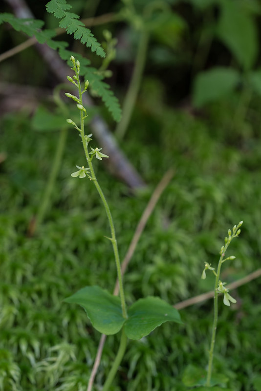 Appalachian Twayblade orchid green form