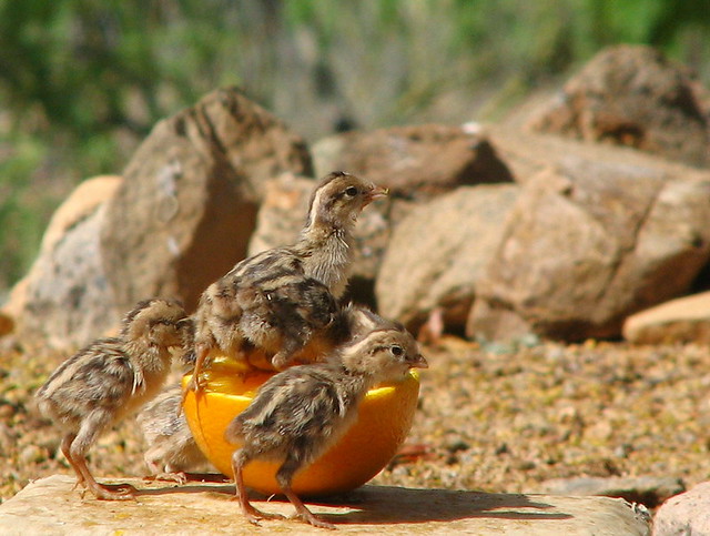 Gambel's Quail chicks investigating an orange half.