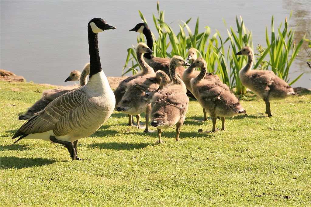 Canada Geese in Cornwall 20140527