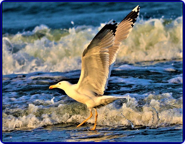 Seagull at Black Sea