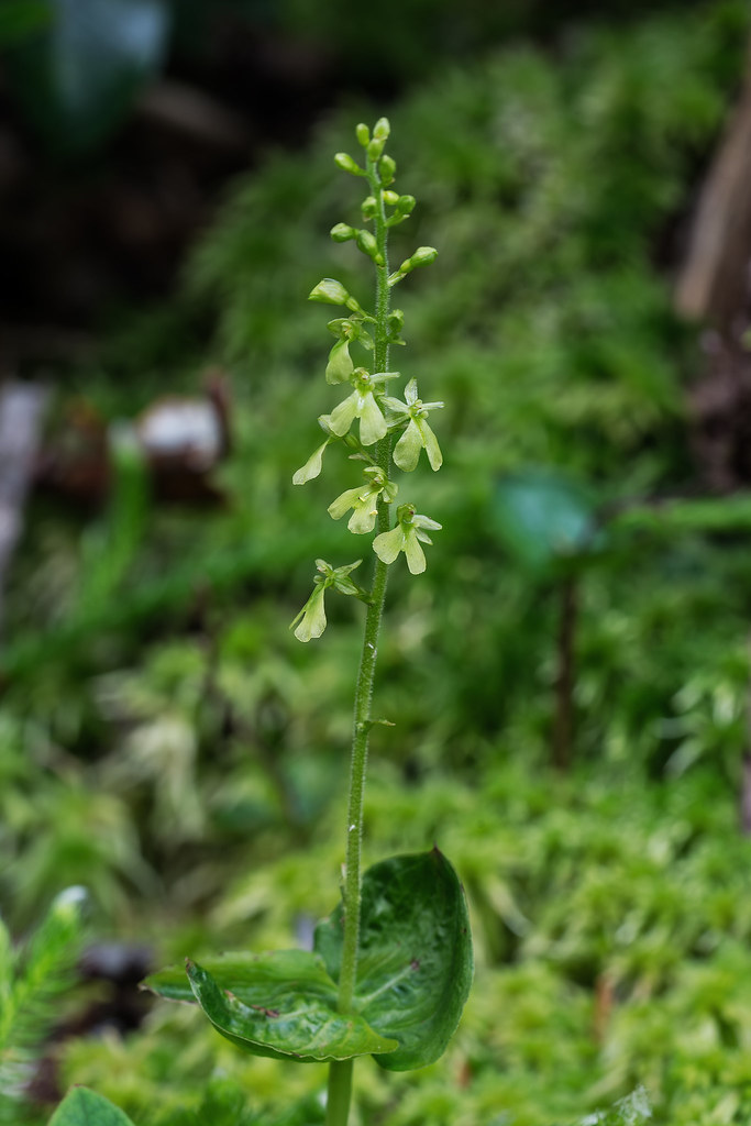 Appalachian Twayblade orchid, green form