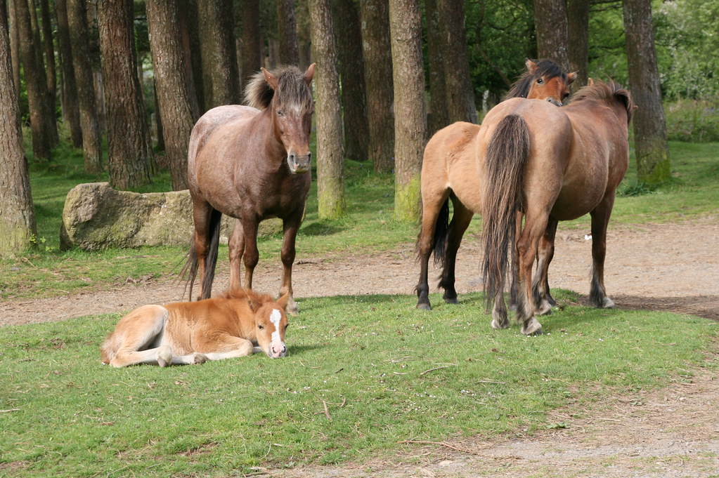 Ponies on Dartmoor, 20140527