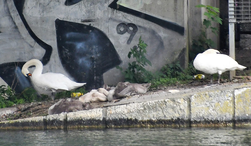 Swans and cygnets 16.07.2020