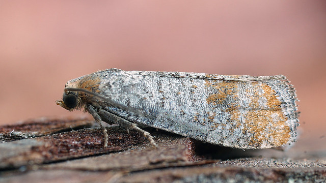 Coccyx turionella - Pine bud moth