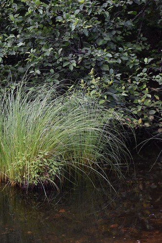 water river creek lake leaves grass grasses green