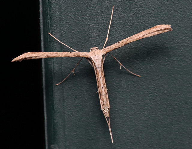 2020-07-16-Plume moth