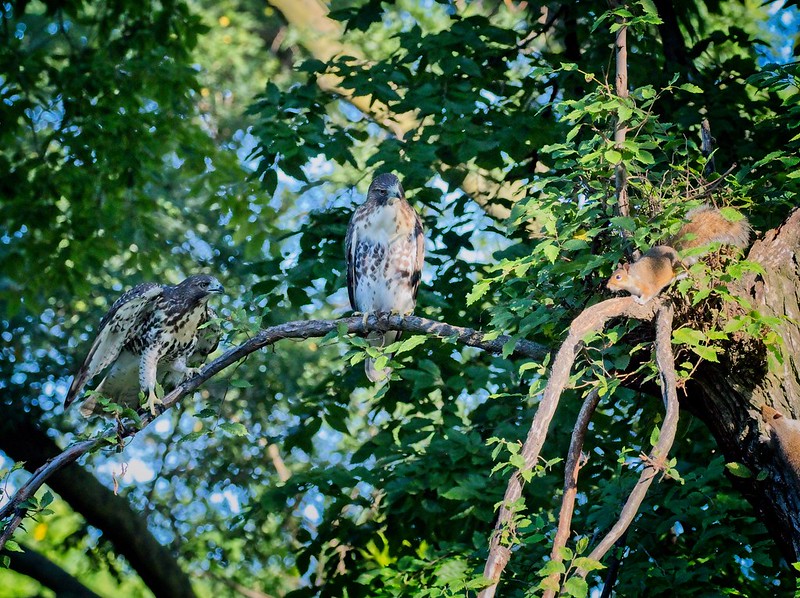 Red-tail fledglings and a squirrel