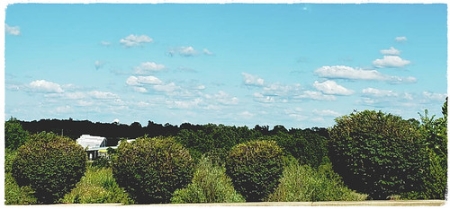 2020 missouri ozarks bush bushes shrubs hedges pulaskicounty outdoor landscape scenic saintrobert strobert ftleonardwood fortleonardwood mcdonalds sky clouds