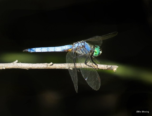 Blue Dasher Dragonfly  7601