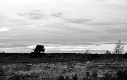 schwarzweiss monochrome blackandwhite blackwhite einfarbig sw bw wanderteam heide heathland landschaft landscape