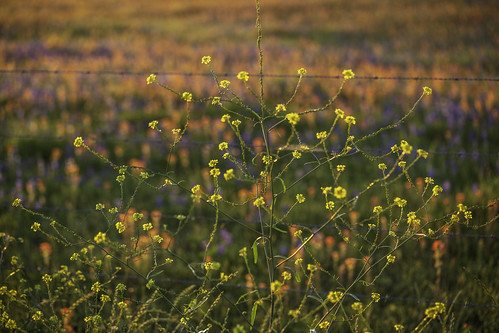 independence texas usa washingtoncounty bastardcabbage bokeh colorful countryside field flowers image indianpaintbrush intimatelandscape landscape outdoors photo photograph wildflowers f35 mabrycampbell april 2020 april12020 20200401campbellh6a6477 100mm ¹⁄₁₂₅sec iso100 ef100mmf28lmacroisusm fav10