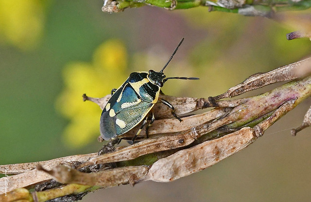 Crucifer Shieldbug (Eurydema oleracea)