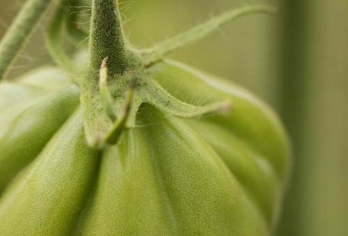 close up-5 | by chrisulft
