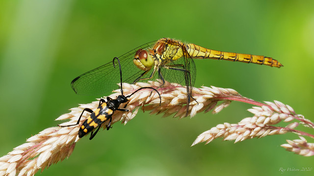 Longhorn beetle and Common Darter dragonfly