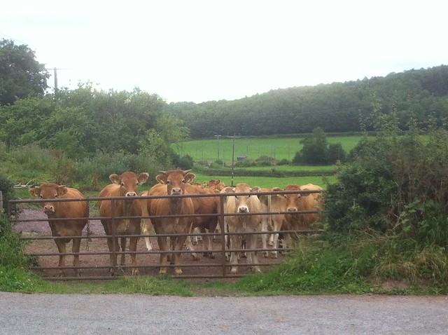 Morning, Cows!