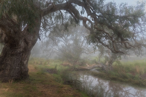 craigieburn creek fog malcolmcreek riverredgum eucalyptuscamaldulensis gumtree gum river weather