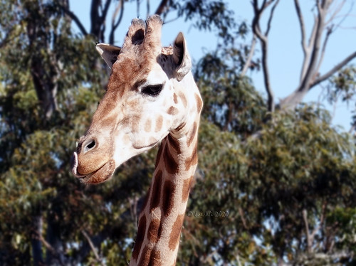 giraffe tarongazoo 000848 rx100m6 tiere animals sydney newsouthwales australia pattern muster tongue zunge outdoor outside nature natur exotic exotisch ngc npc