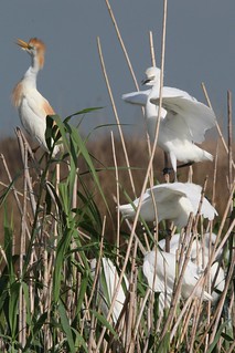 Cattle Egret Family Anahauc NWR 7-20 | by johnd1964