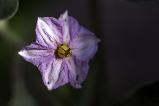 Visiteuse sur fleur d'Aubergine