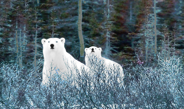 Polar regions - Polar Bears