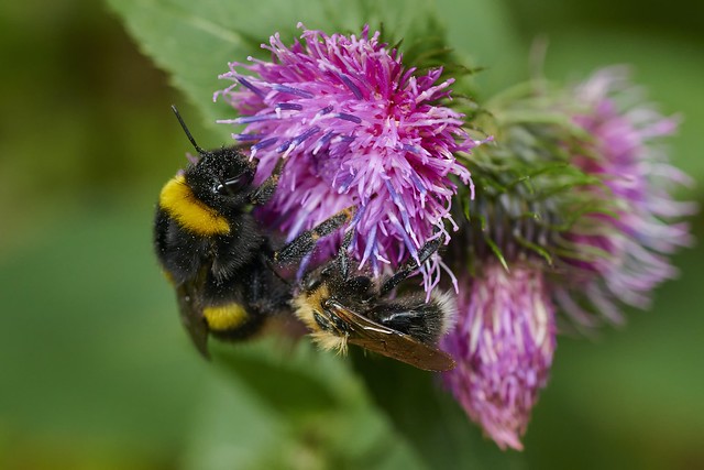 Bumblebee and other bee