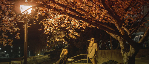Virginia Tech Cherry Blossom