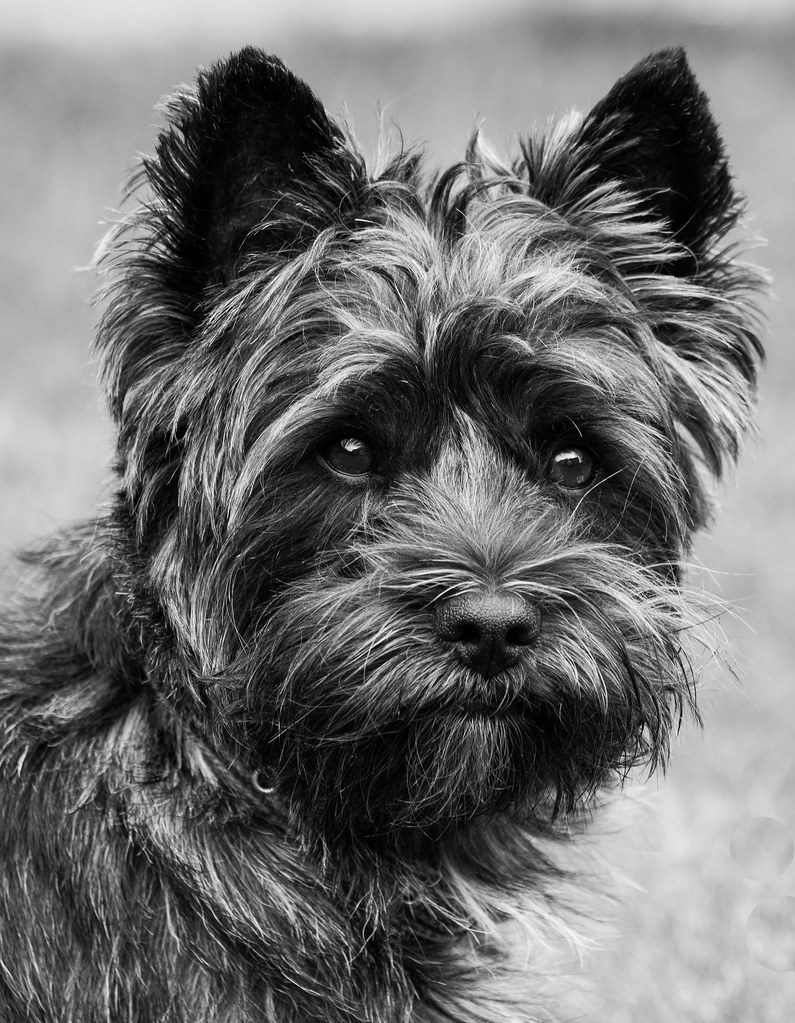 Mighty Murphy my beautiful 2 year old Cairn Terrier. (Featured on EXPLORE)