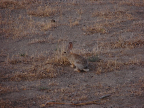 Field Rabbit