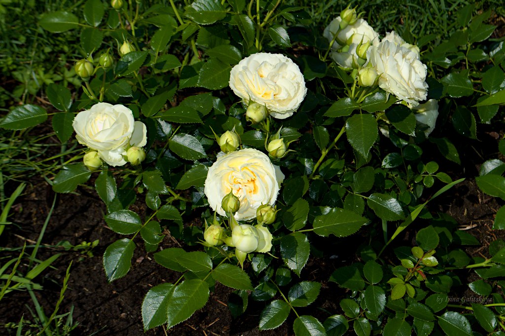 Roses in Rundāle garden