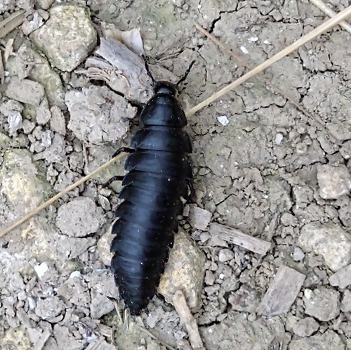 Saunderton - Chinnor Hill Circular Walk Silphid larva 