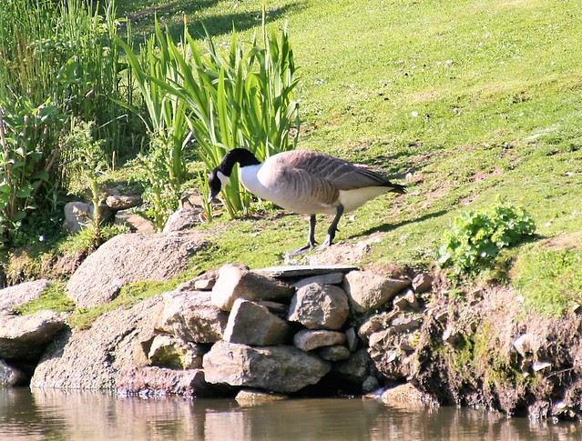 Canada Goose, Cornwall  20140527