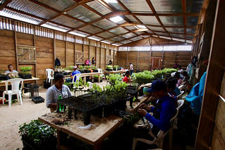 Cacao Oro - Grafting Area | by Cacao Oro Nicaragua