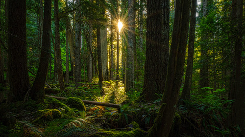 First Light by trinterphotos.com, Although the day was clear and sunny, the forest valley was still in shade when I begun my hike. Bef