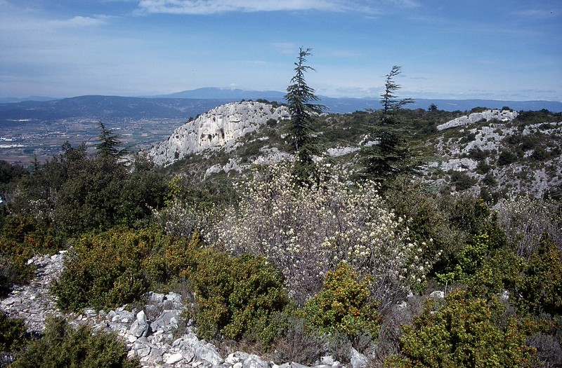 t0101091F | Auf dem Plateau des Kleinen Lubéron - Blick zum Mont Ventoux (1910 m). Provence, 15.04.2001