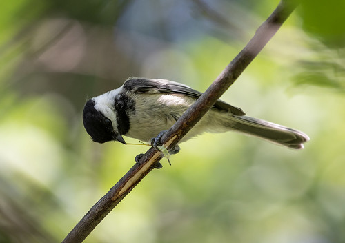 Young Black-capped Chickadee devouring a caterpillar