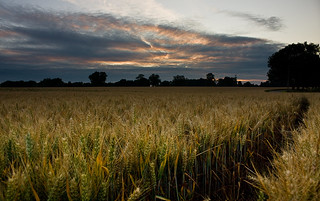 Barley Sunset
