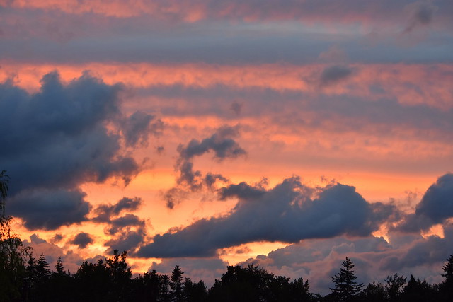COLORFUL SUNSET THIS EVENING....VERY PRETTY.   ABBOTSFORD,  BC.