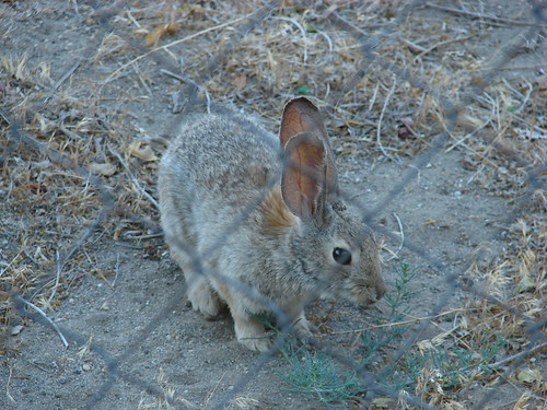 Field Rabbit