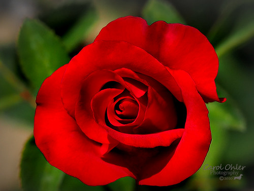 Red rose | OLYMPUS DIGITAL CAMERA | Carol Ohler | Flickr