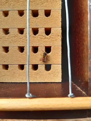 Mason bee | by Nomen Nescio14